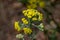 Achillea filipendulinayarrow nosebleed yellow flowers in bloom, ornamental flowering plant, bouquet on tall green stem