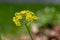 Achillea filipendulinayarrow nosebleed yellow flowers in bloom, ornamental flowering plant, bouquet on tall green stem