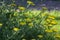 Achillea filipendulinayarrow nosebleed yellow flowers in bloom, ornamental flowering plant, bouquet on tall green stem