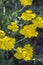 Achillea filipendulinayarrow nosebleed yellow flowers in bloom, ornamental flowering plant, bouquet on tall green stem