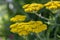 Achillea filipendulinayarrow nosebleed yellow flowers in bloom, ornamental flowering plant, bouquet on tall green stem