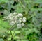 Achillea flower with lots of white small flowers in forest