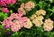 Achillea flowers blooming