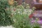 Achillea glaberrima perennial plant used in landscape design