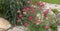 Achillea glaberrima red perennial plant used in landscape design