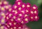 Achillea glaberrima red perennial plant used in landscape design