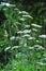 Achillea millefolium