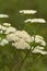 Achillea millefolium