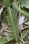 Achillea millefolium  close up