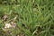 Achillea millefolium  close up