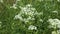 Achillea millefolium or common yarrow