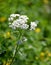 Achillea millefolium common yarrow closeup masthead text area