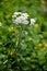 Achillea millefolium common yarrow masthead text area