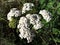 Achillea millefolium, Common yarrow, white flower head close-up