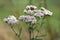 `Achillea Millefolium`, commonly known as common yarrow, a white herbaceous plant with many tiny blooming flowers