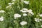 Achillea millefolium, commonly known as yarrow or common yarrow