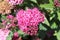 Achillea Millefolium flowers