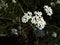 Achillea millefolium flowers in the grass