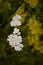 Achillea millefolium and Galium verum two species of wild medicinal plants grown in the field in the spring season. flowers with h