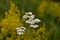 Achillea millefolium and Galium verum two species of wild medicinal plants grown in the field in the spring season. flowers with h