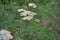 Achillea millefolium, a hairy herb with a rhizome, an Asteraceae family