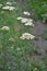 Achillea millefolium, a hairy herb with a rhizome, an Asteraceae family