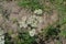 Achillea millefolium, a hairy herb with a rhizome, an Asteraceae family