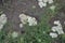 Achillea millefolium, a hairy herb with a rhizome, an Asteraceae family