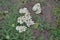 Achillea millefolium, a hairy herb with a rhizome, an Asteraceae family