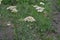 Achillea millefolium, a hairy herb with a rhizome, an Asteraceae family