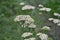 Achillea millefolium, a hairy herb with a rhizome, an Asteraceae family