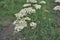 Achillea millefolium, a hairy herb with a rhizome, an Asteraceae family
