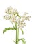 Achillea millefolium L., milfoil