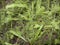 Achillea millefolium leaf close up