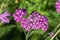 Achillea millefolium `Lilac Beauty`