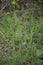 Achillea millefolium plant