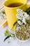 Achillea millefolium plant with flowers / fresh Yarrow tea