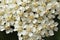 Achillea millefolium plant topped by flat, bright white flower heads. Common names yarrow, common yarrow. Selective focus. Close-