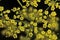 Achillea millefolium plant topped by flat, bright yellow flower heads. Common names yarrow, common yarrow. Selective focus. Close-
