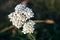 Achillea millefolium - a small white flowers against a blurred green background. Perennial herb, family Asteraceae