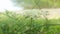 Achillea millefolium (yarrow)