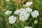 Achillea millefolium, yarrow white flowers