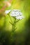 Achillea millefolium (yarrow) white wild flower