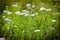 Achillea millefolium (yarrow) white wild flower