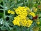 Achillea `Moonshine`