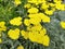 Achillea `Moonshine`