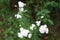 Achillea ptarmica delights every plant lover with its small flowers. Berlin, Germany