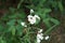 Achillea ptarmica delights every plant lover with its small flowers. Berlin, Germany