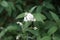 Achillea ptarmica delights every plant lover with its small flowers. These are pure white and look like pearls in a tiara. Berlin