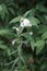 Achillea ptarmica delights every plant lover with its small flowers. These are pure white and look like pearls in a tiara. Berlin